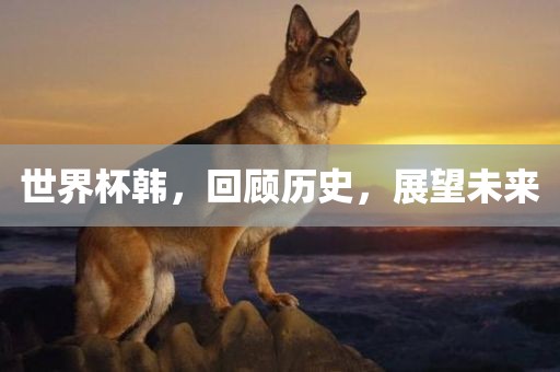 世界杯韩，回顾历史，展望未来
