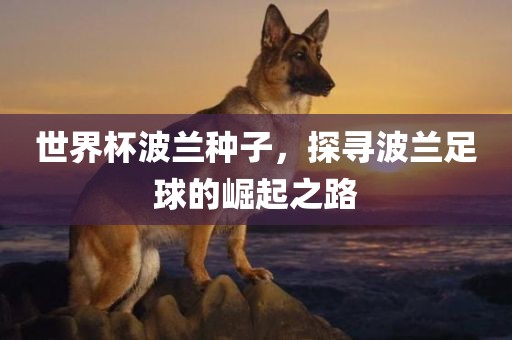 世界杯波兰种子，探寻波兰足球的崛起之路